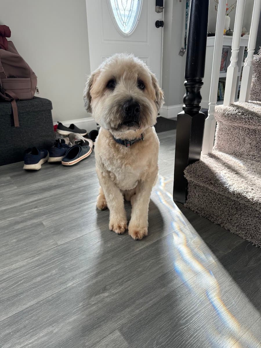 Patriot Paws, LLC Mobile Grooming - Mobile dog grooming in Doylestown, PENNSYLVANIA