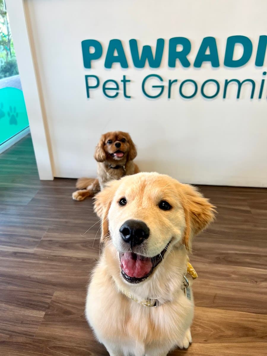 Pawradise Pet Grooming Salon and Mobile - Mobile dog grooming in Boca Raton, FL