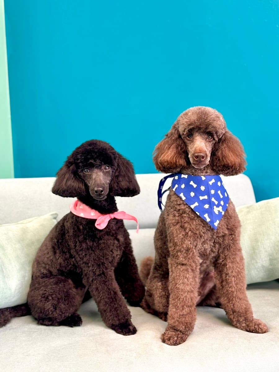 Pawradise Pet Grooming Salon And Mobile - Mobile dog grooming in Greenacres, FLORIDA