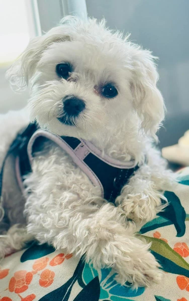 Paws & Purrfection Mobile Pet Services - Mobile dog grooming in Wentzville, MO