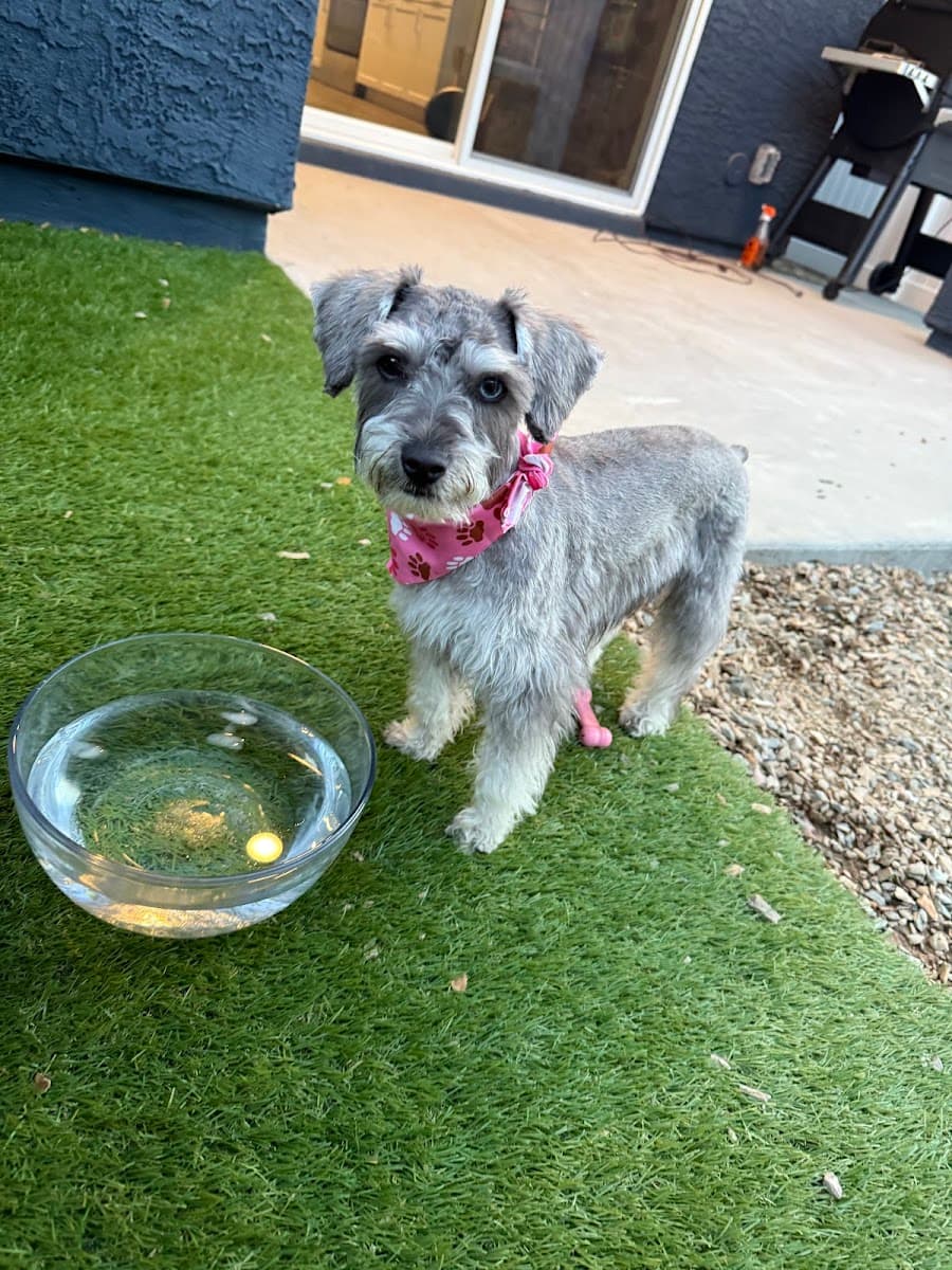 Paws R Us In-Home Mobile Grooming - Mobile dog grooming in Litchfield Park, AZ