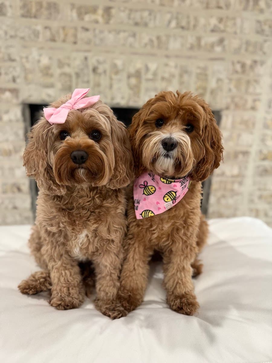 Paws Retreat & Paws Retreat Mobile - Mobile dog grooming in Mandeville, LA