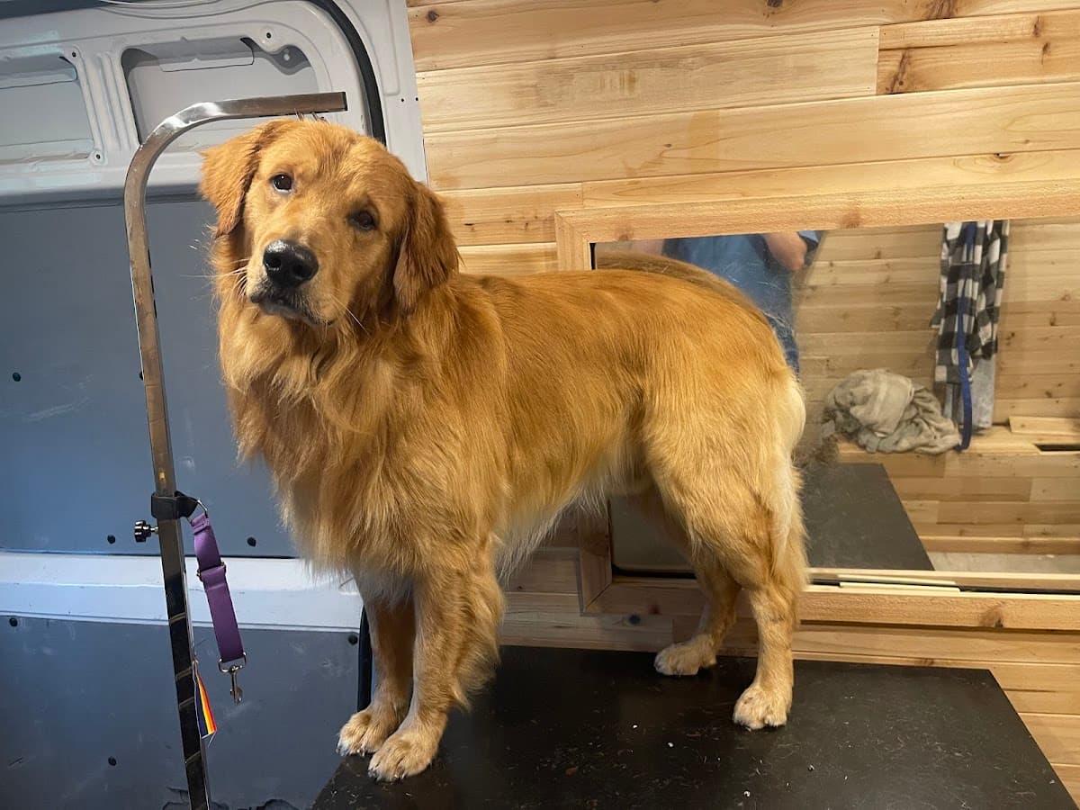 Pawsitively Elegant Mobile Pet Grooming LLC - Mobile dog grooming in Allegan, MI