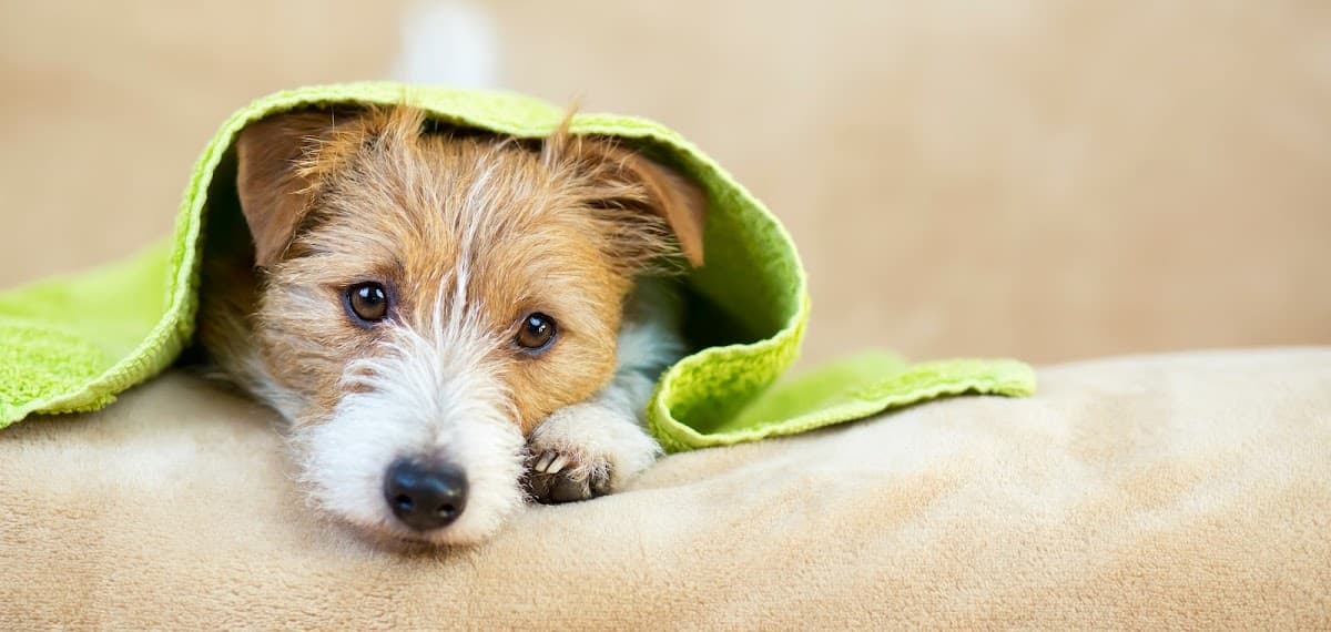 Pawsitively Picture Perfect Spa & Mobile Grooming - Mobile dog grooming in Swansboro, NC