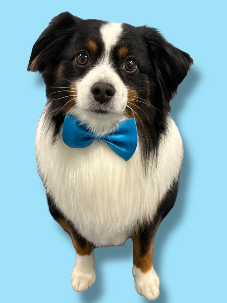 Paws.N.Motion Mobile Pet Grooming - Mobile dog grooming in Osborn Landing, VA