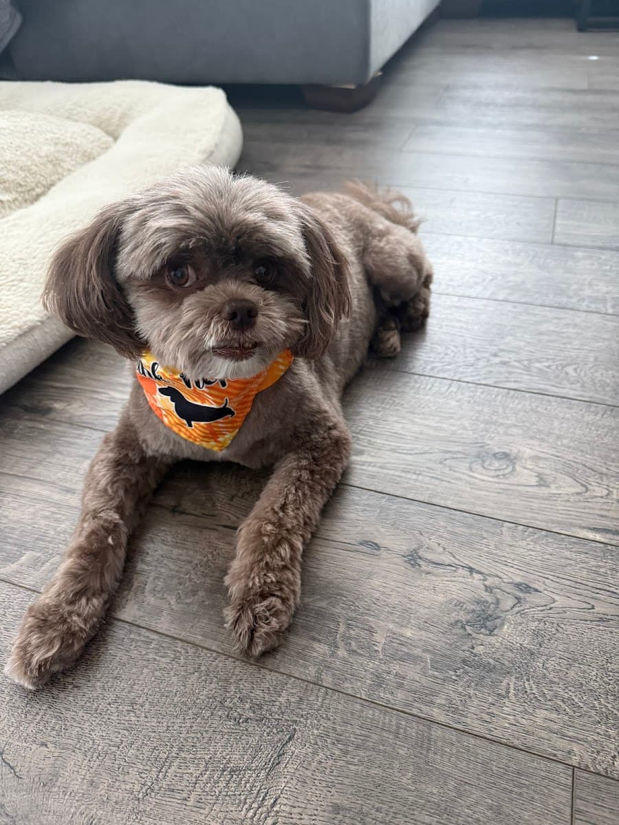 Peace Love&Paws Mobile Grooming LLC - Mobile dog grooming in Port Charlotte, FL