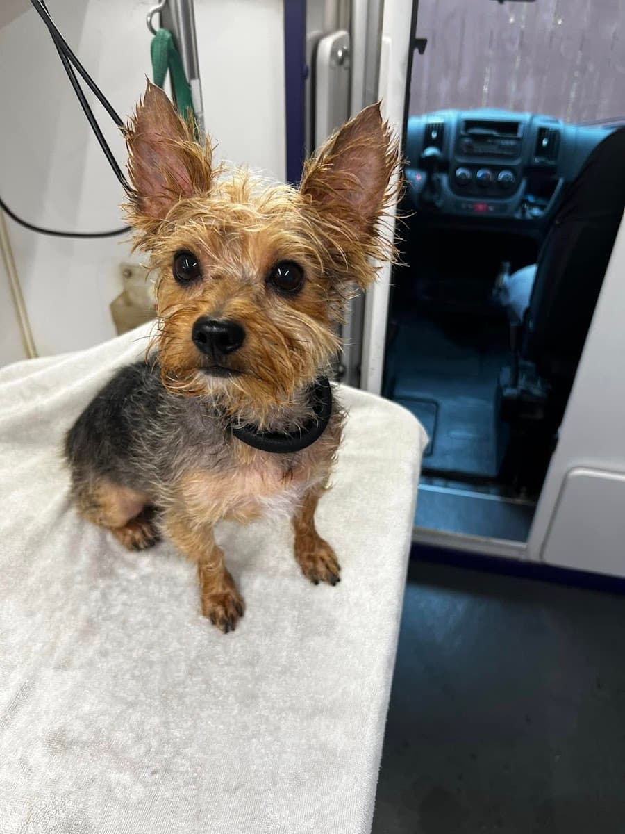 Personal Touch Pet Care Salon & Mobile Grooming - Mobile dog grooming in Phoenixville, PA