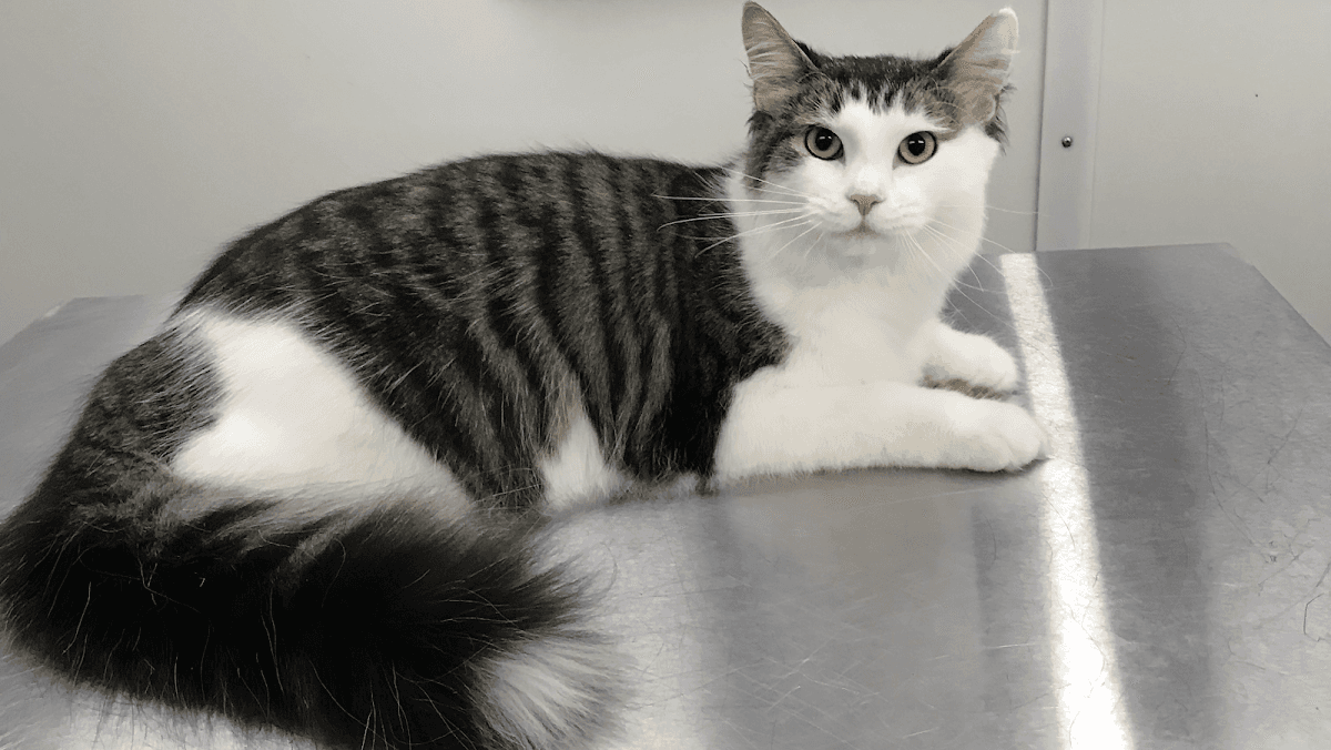 Pet Agree Mobile (CAT only) Grooming, LLC - Mobile dog grooming in Mandan, ND