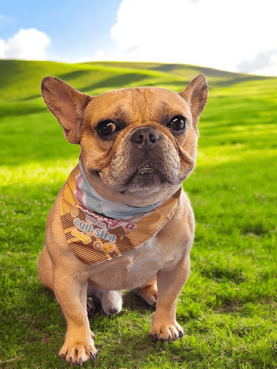 Pink Poochies,Llc: Mobile Dog Groomers Pearland & Friendswood - Mobile dog grooming in Rosharon, TX