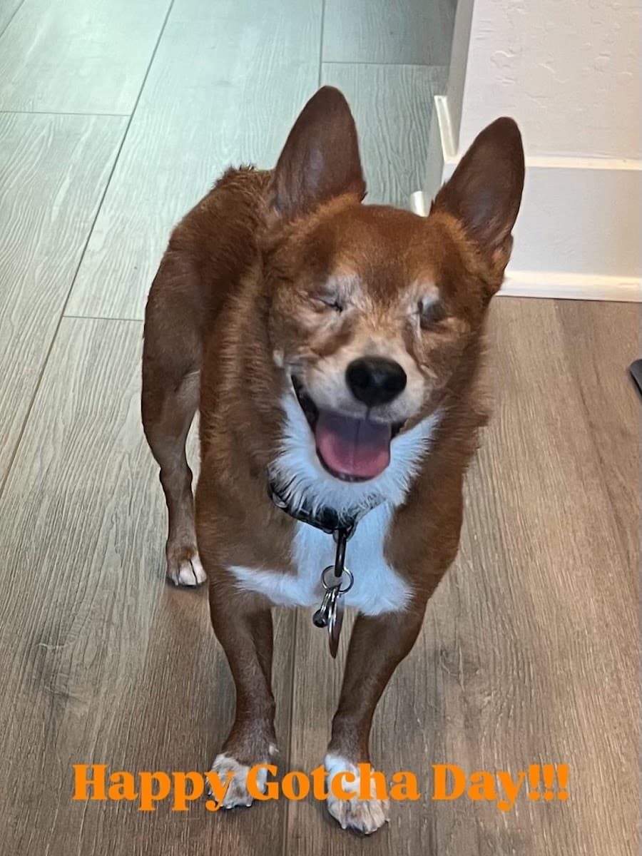 Rebel Clips - Mobile Dog Grooming - Dog Nail Trims - Mobile dog grooming in Buckeye, AZ