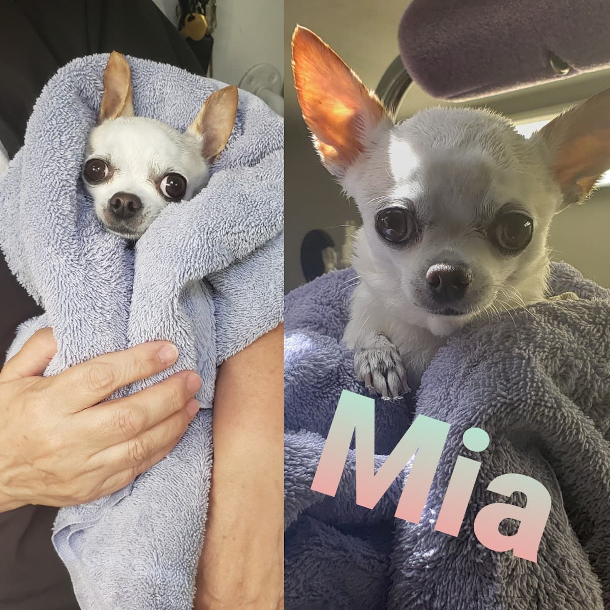 Royal Pets Mobile Grooming Salon and Spa - Mobile dog grooming in Simi Valley, CA