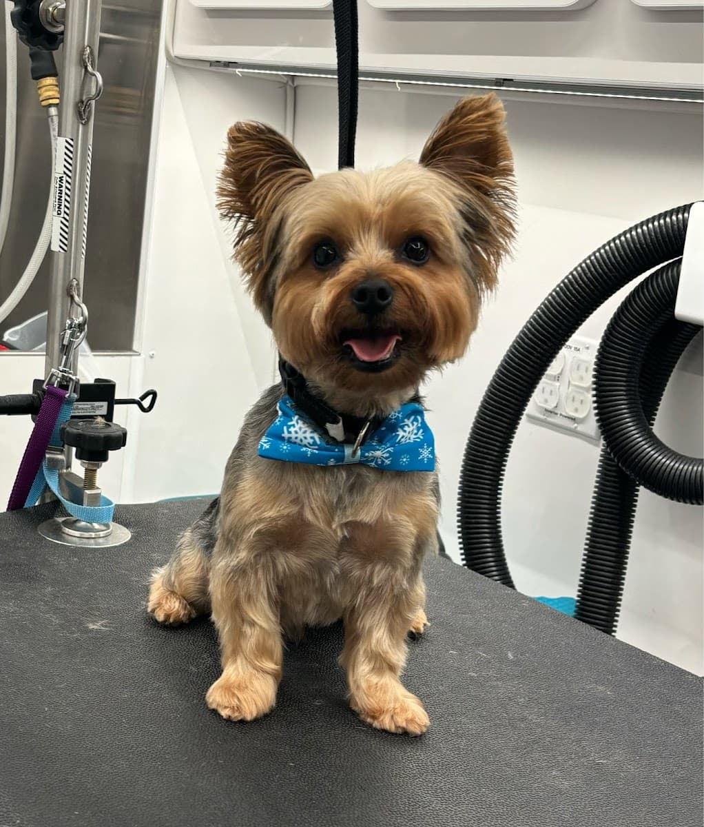 Snaggles and Snouts Mobile Animal Grooming - Mobile dog grooming in Martinsburg, WV