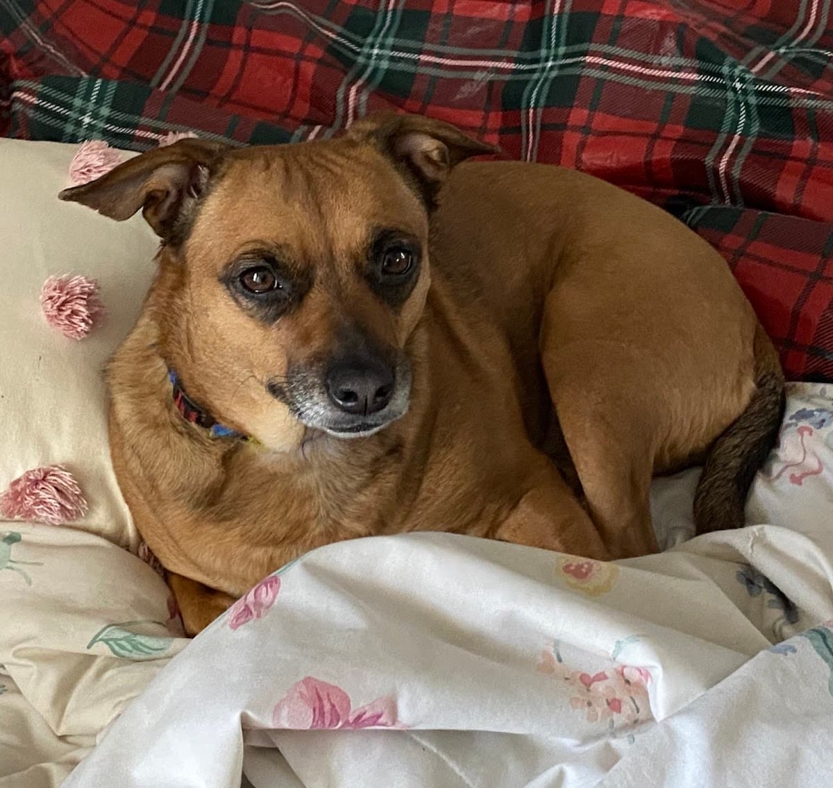 Spaportunities Mobile Pet Grooming - Mobile dog grooming in Blue Springs, MO