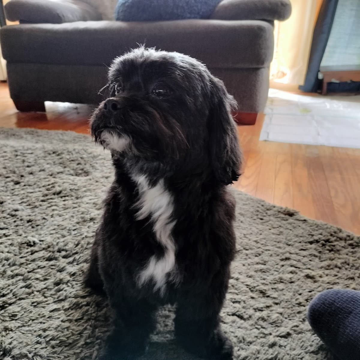 Splash N Wag Mobile Dog Grooming - Mobile dog grooming in Mount Laurel Township, NJ