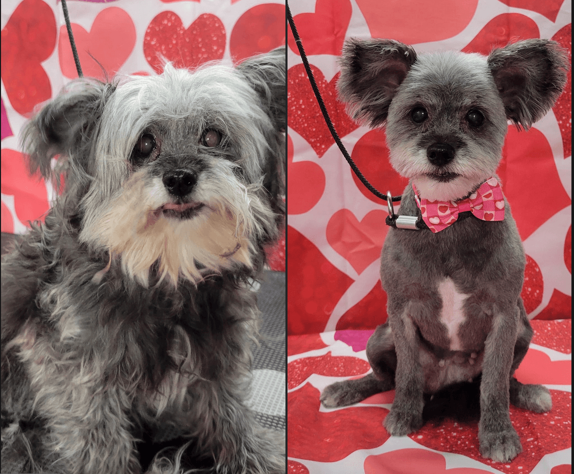 Styles by Sal Mobile Dog Grooming - Mobile dog grooming in Clayton, NC