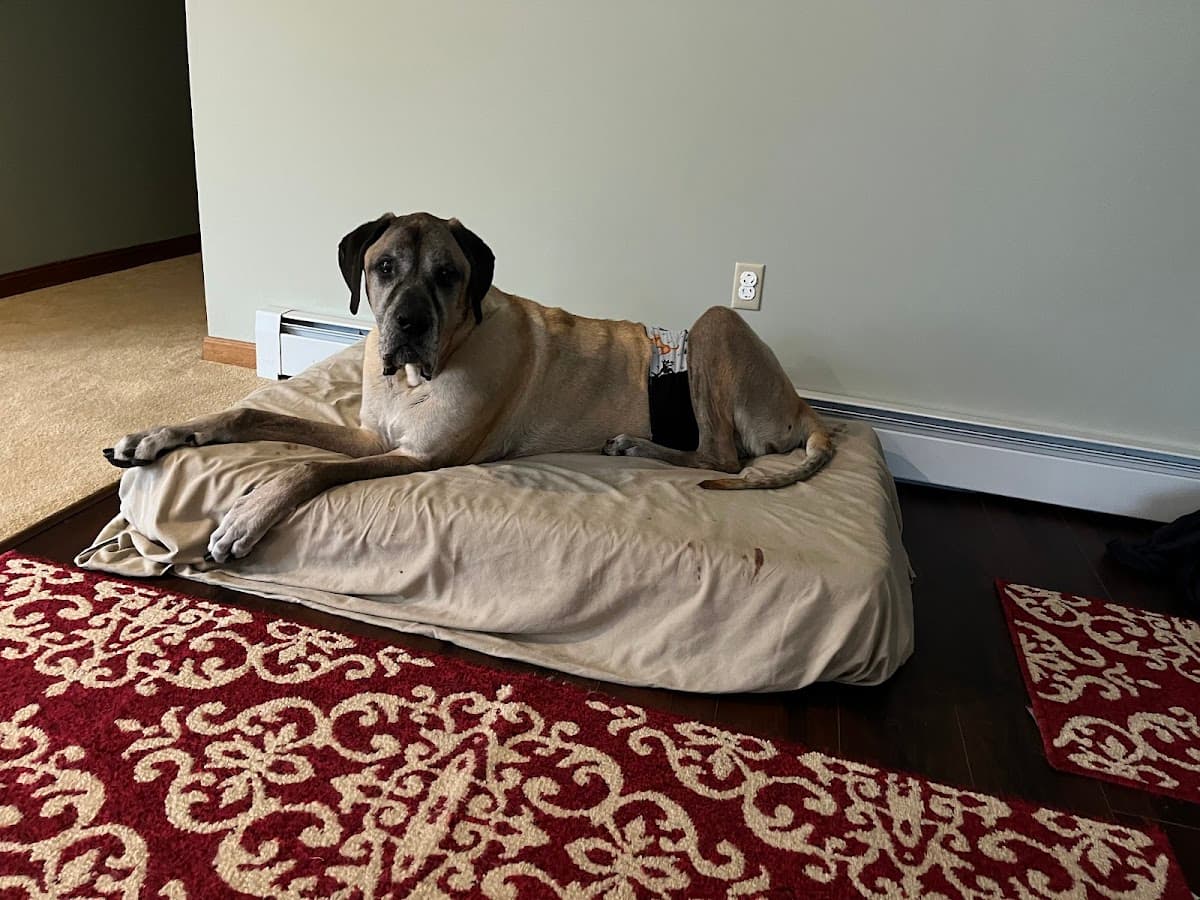 Sweet Dreams At Home End-of-Life Veterinary Services Serving NH and ME - Mobile dog grooming in Livermore, NH