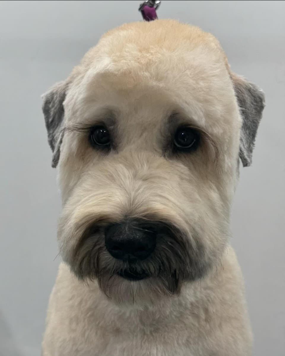 Texas Best Mobile Pet Grooming - Colleyville/Keller - Mobile dog grooming in Colleyville, TX