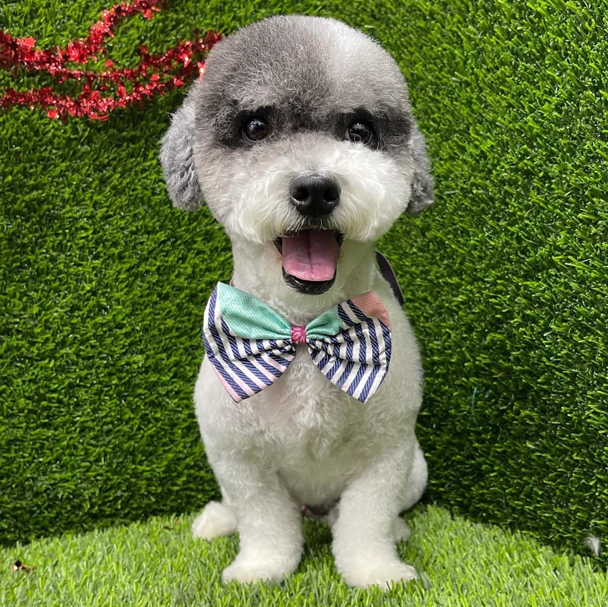 The Lord Of The Groom - Luxury Mobile Pet Grooming - Mobile dog grooming in Kissimmee, FL