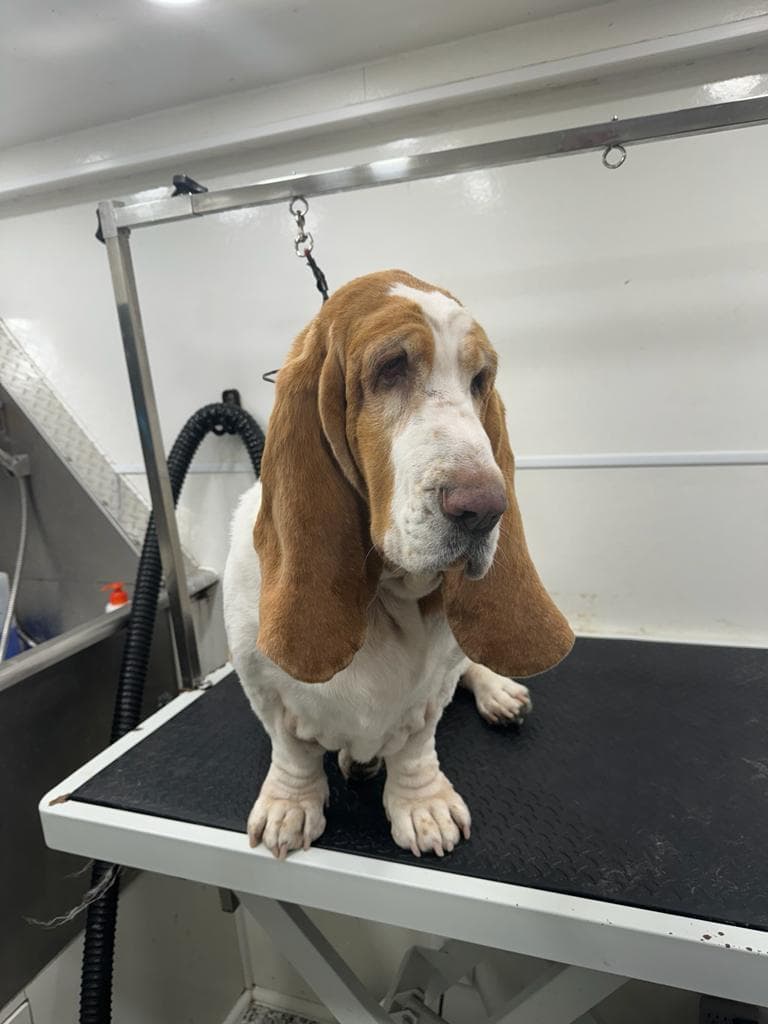 Tias Mobile Pet Grooming in Pembroke Pines - Mobile dog grooming in Pembroke Pines, FL