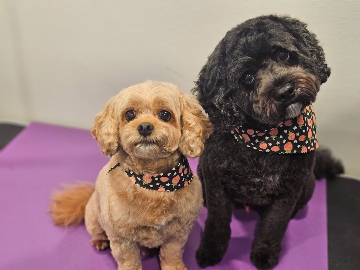 Totally Groomy Mobile Pet Salon - Mobile dog grooming in Fort Mill, SC