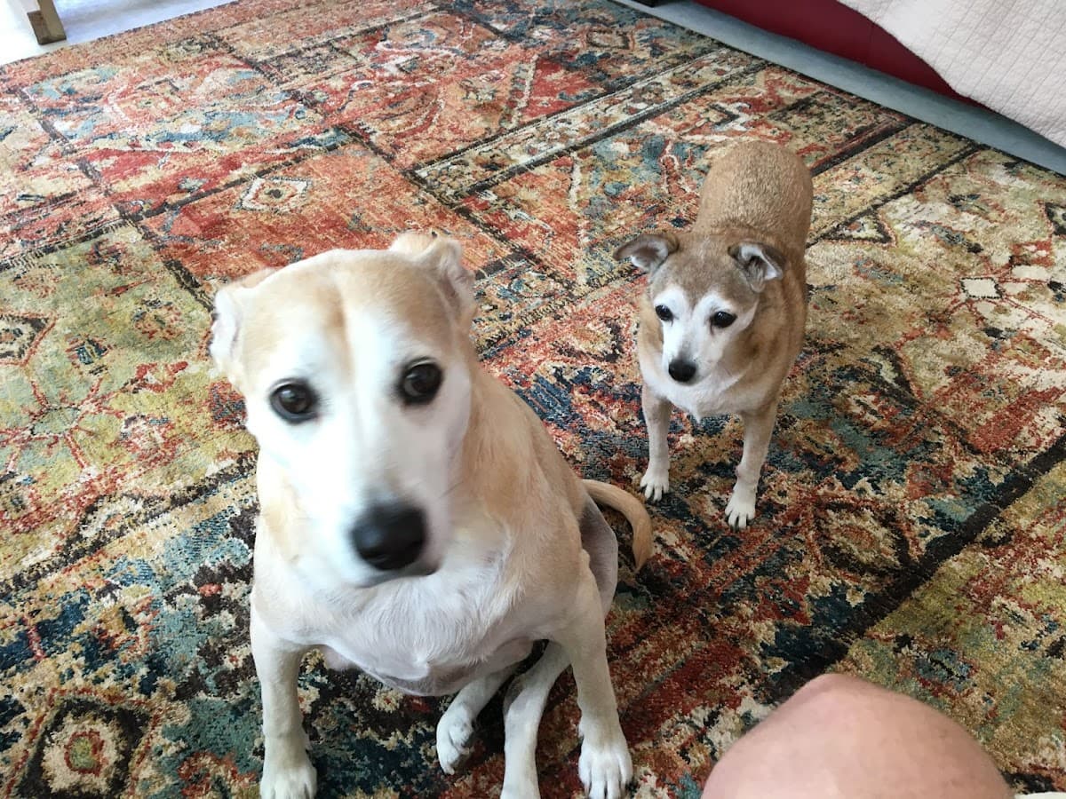 Town and Country Mobile Grooming LLC - Mobile dog grooming in New Ellenton, SC