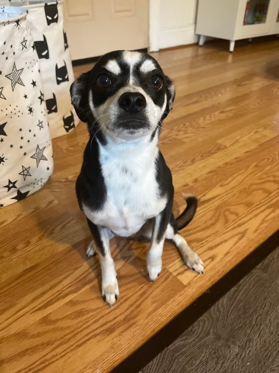 Waggin Wheels Mobile Pet Grooming LLC - Mobile dog grooming in Kannapolis, NC