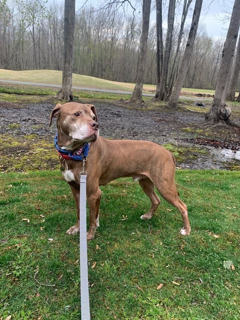 Wagging Tails Dog Walking/Pet Sitting/Mobile Grooming of Williamsburg LLC - Mobile dog grooming in Williamsburg, VA