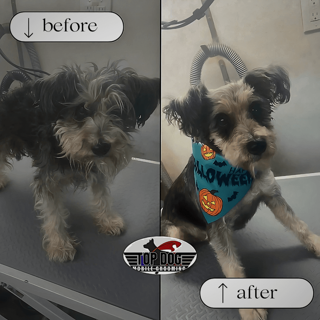 We Come to You! Top Dog Mobile Grooming | A Happy, Healthy Family - Mobile dog grooming in Roxbury, KS