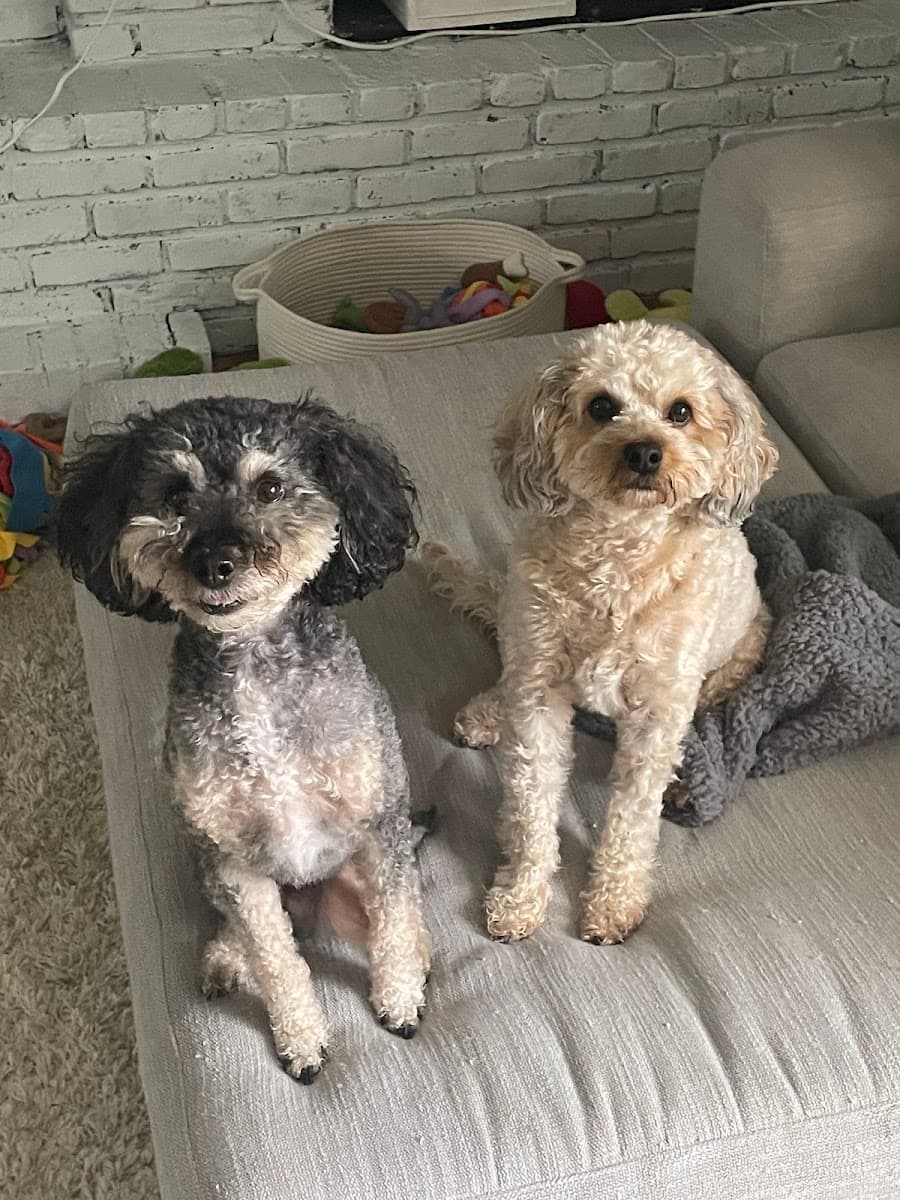 Woof Gang Bakery & Grooming Van Aken - Mobile dog grooming in Shaker Heights, OHIO